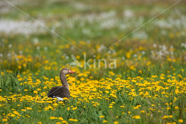 Grauwe Gans (Anser anser)