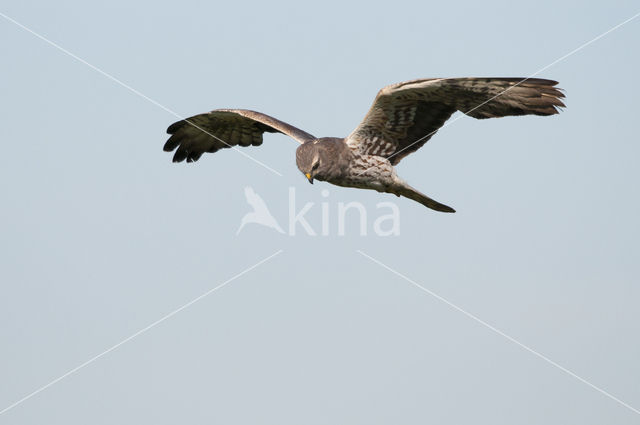 Montagu's Harrier (Circus pygargus)