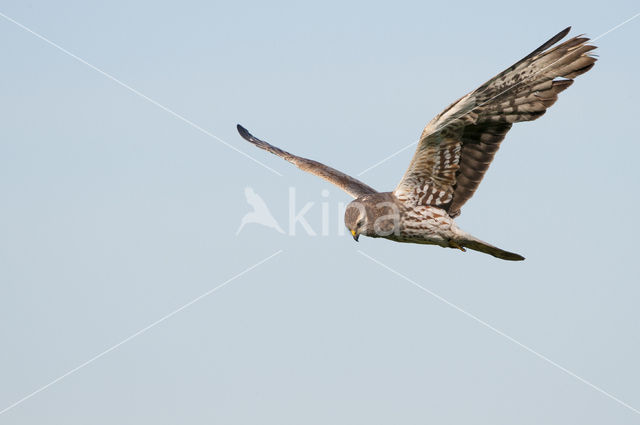 Montagu's Harrier (Circus pygargus)