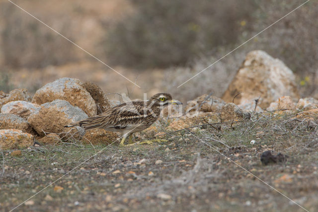 Eurasian Thick-knee (Burhinus oedicnemus)