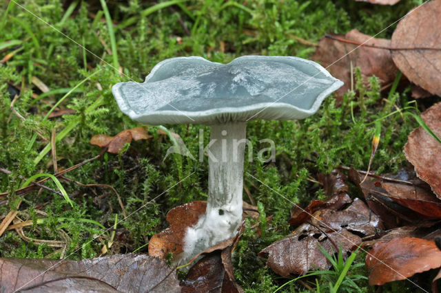 Groene anijstrechterzwam (Clitocybe odora)