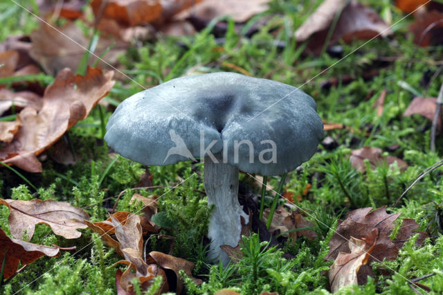 Groene anijstrechterzwam (Clitocybe odora)