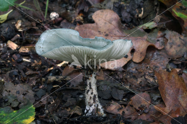 Groene anijstrechterzwam (Clitocybe odora)