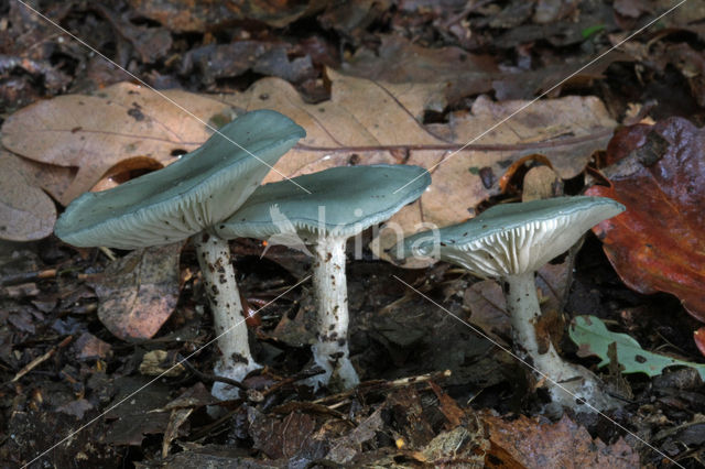 Groene anijstrechterzwam (Clitocybe odora)