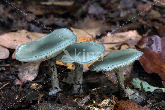 Groene anijstrechterzwam (Clitocybe odora)