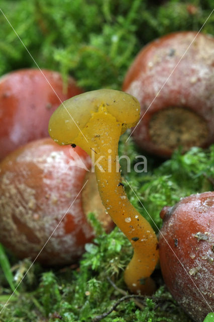 Groene glibberzwam (Leotia lubrica)