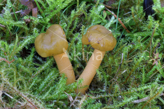 Jellybaby (Leotia lubrica)