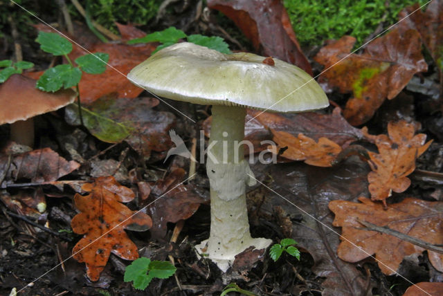 Death Cap (Amanita phalloides)