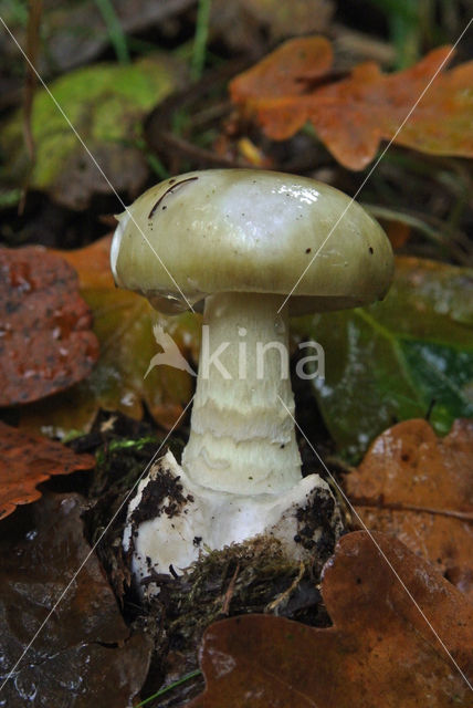 Death Cap (Amanita phalloides)