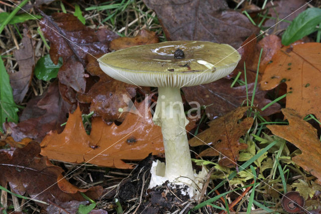 Death Cap (Amanita phalloides)