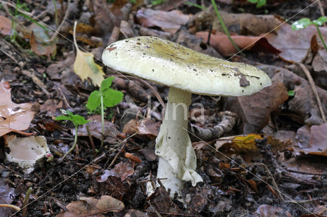 Death Cap (Amanita phalloides)