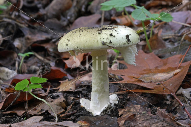 Death Cap (Amanita phalloides)