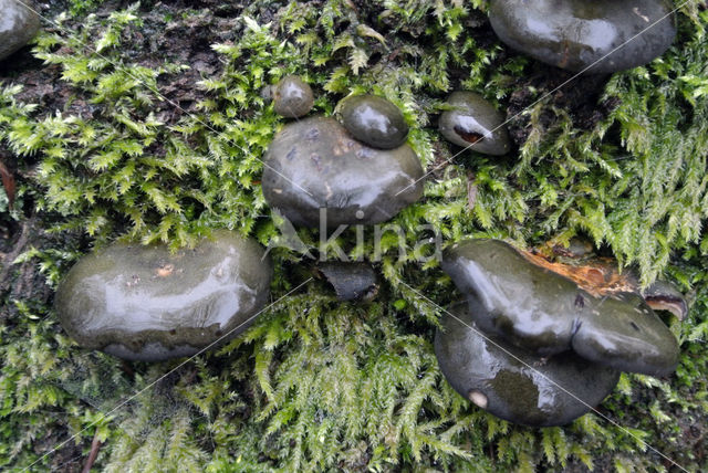 Groene schelpzwam (Panellus serotinus)