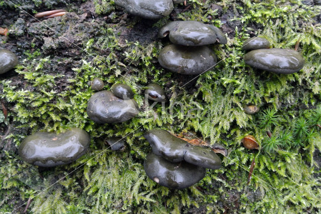 Groene schelpzwam (Panellus serotinus)