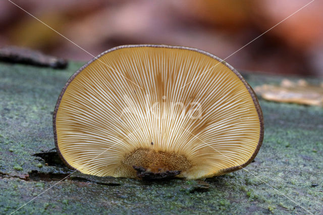 Groene schelpzwam (Panellus serotinus)