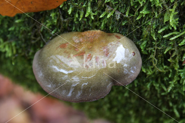 Groene schelpzwam (Panellus serotinus)