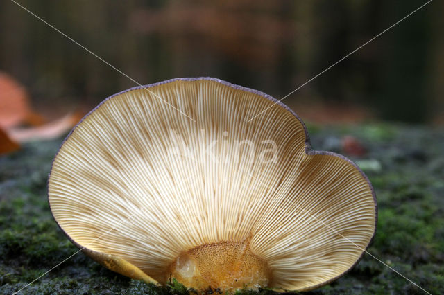 Groene schelpzwam (Panellus serotinus)