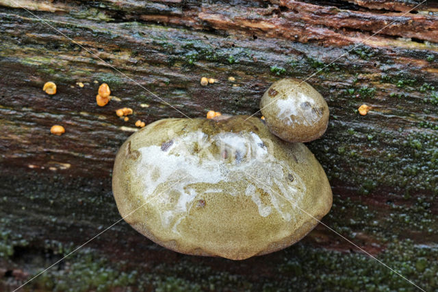 Olive Oysterling (Panellus serotinus)