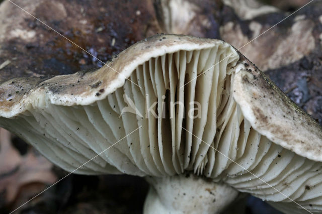 Blackening russula (Russula nigricans)