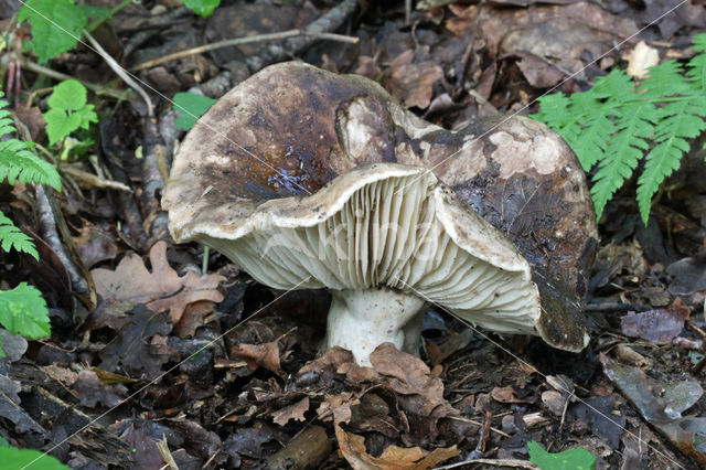 Grofplaatrussula (Russula nigricans)