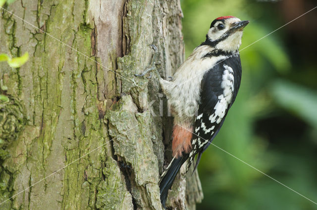 Grote Bonte Specht (Dendrocopos major)