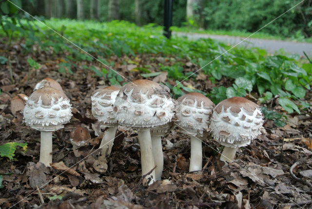 Grote parasolzwam (Macrolepiota procera)