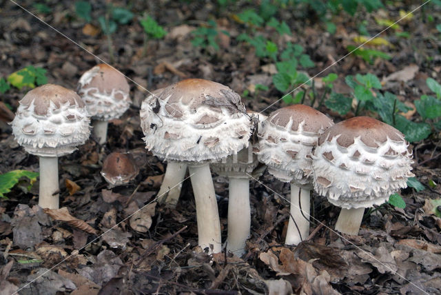 Grote parasolzwam (Macrolepiota procera)