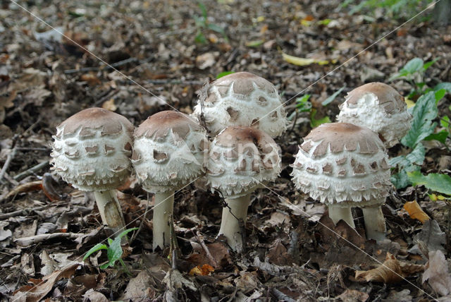 Grote parasolzwam (Macrolepiota procera)