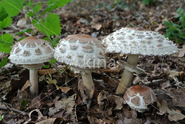 Grote parasolzwam (Macrolepiota procera)