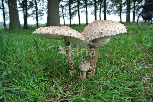 Grote parasolzwam (Macrolepiota procera)