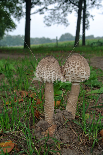 Grote parasolzwam (Macrolepiota procera)