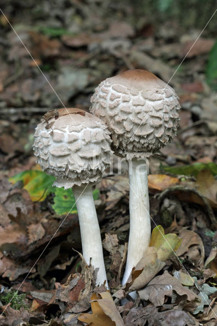 Grote parasolzwam (Macrolepiota procera)