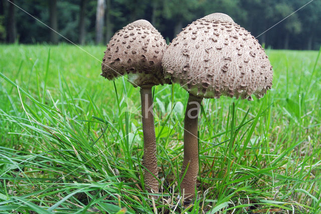 Parasol (Macrolepiota procera)