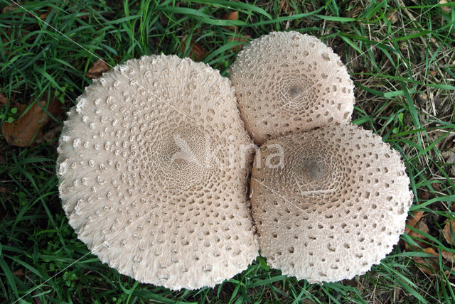 Parasol (Macrolepiota procera)