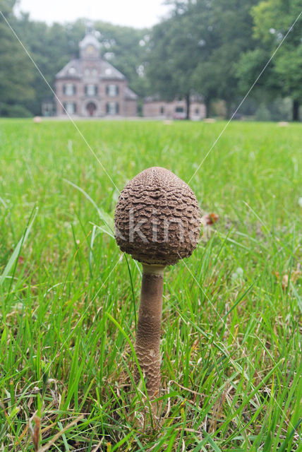 Grote parasolzwam (Macrolepiota procera)