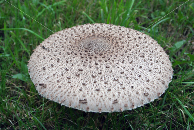 Grote parasolzwam (Macrolepiota procera)