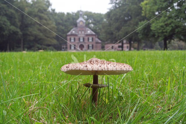 Grote parasolzwam (Macrolepiota procera)