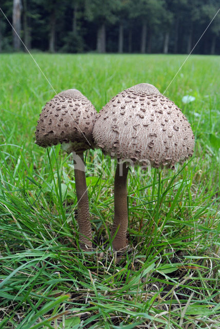 Grote parasolzwam (Macrolepiota procera)