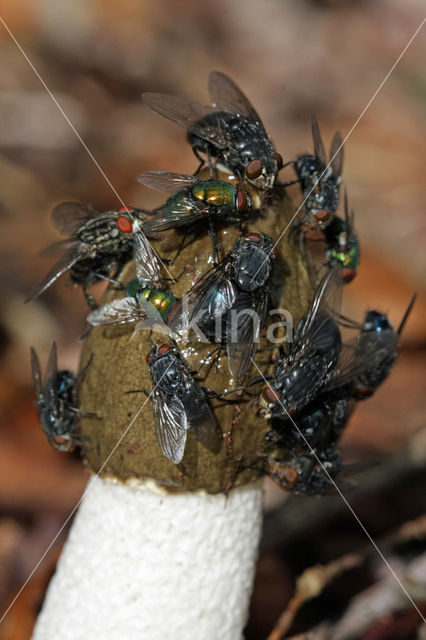 stinkhorn (Phallus impudicus)