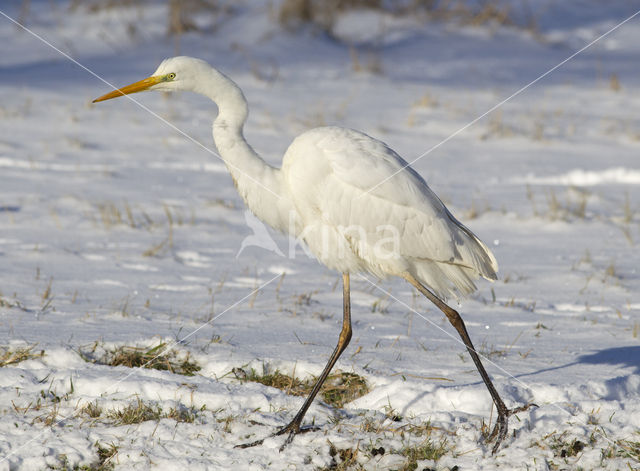 Grote zilverreiger (Casmerodius albus)