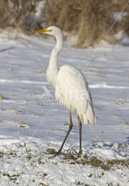 Great White Egret