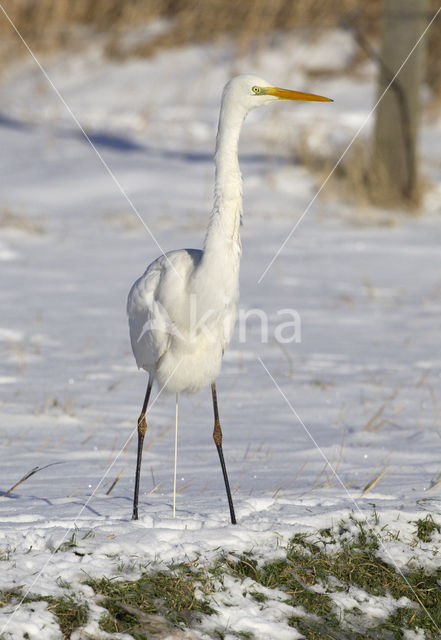 Grote zilverreiger (Casmerodius albus)