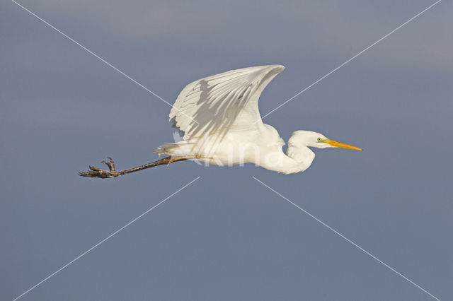 Great White Egret