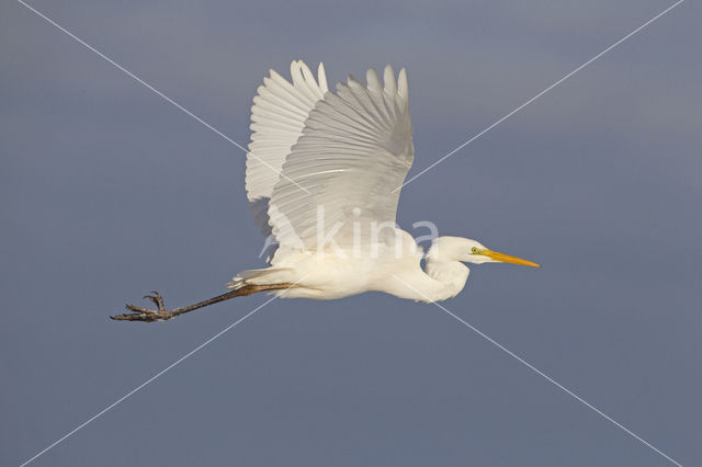 Grote zilverreiger (Casmerodius albus)