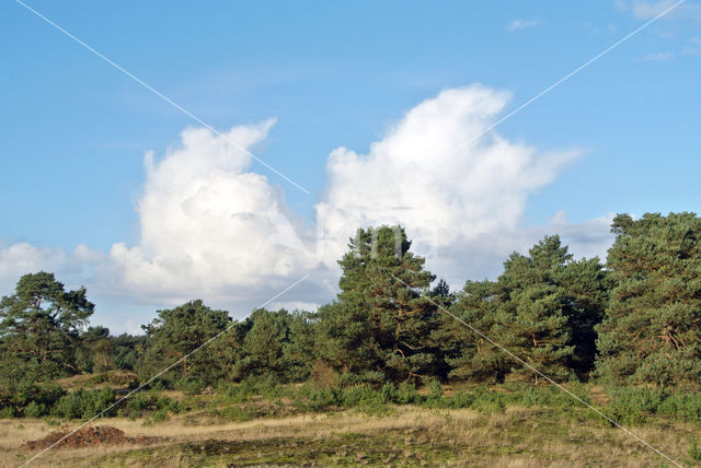 Grove den (Pinus sylvestris)