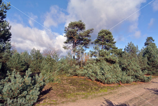 Scots Pine (Pinus sylvestris)