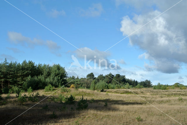 Grove den (Pinus sylvestris)