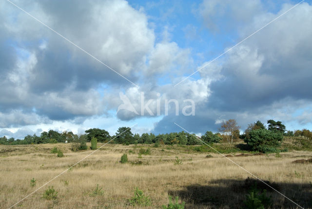 Grove den (Pinus sylvestris)