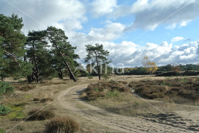 Scots Pine (Pinus sylvestris)