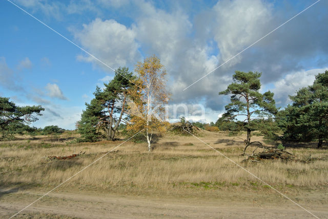 Grove den (Pinus sylvestris)